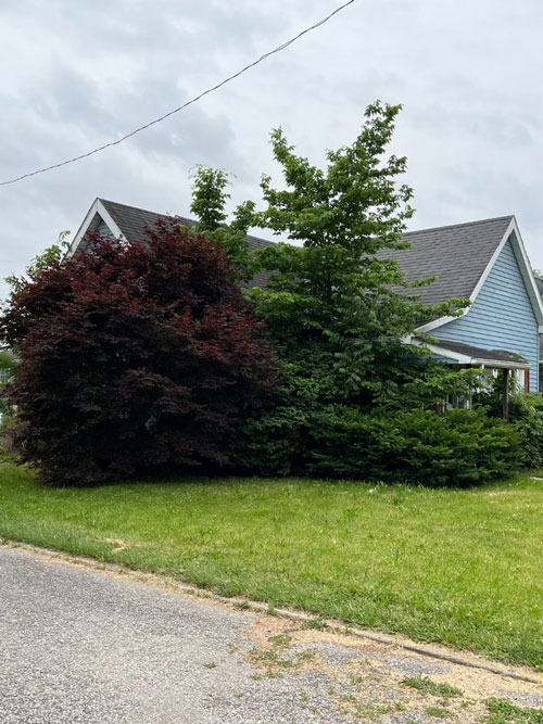 brush removal Treemendous tree services Indiana