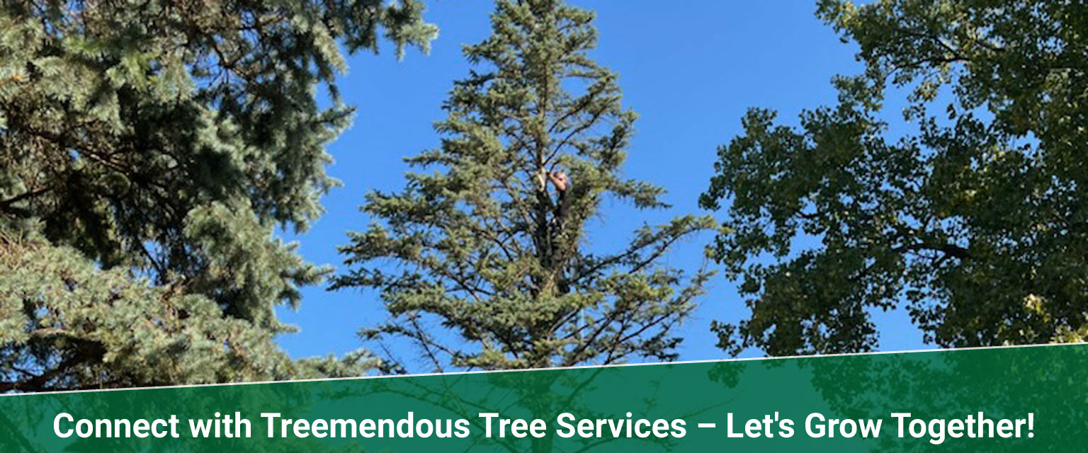 contact Treemendous tree services Indiana