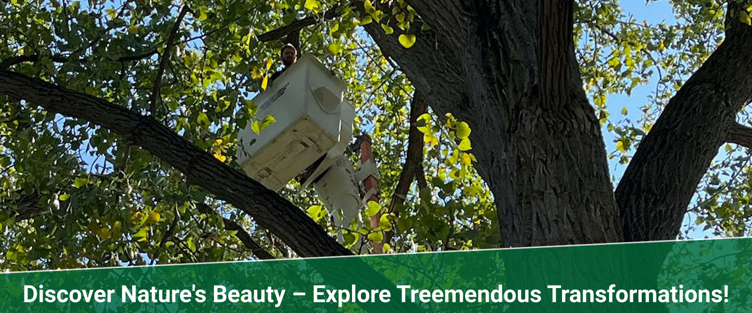 photo gallery Treemendous tree services Indiana