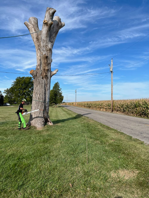 mission statement consultations Treemendous tree services Indiana