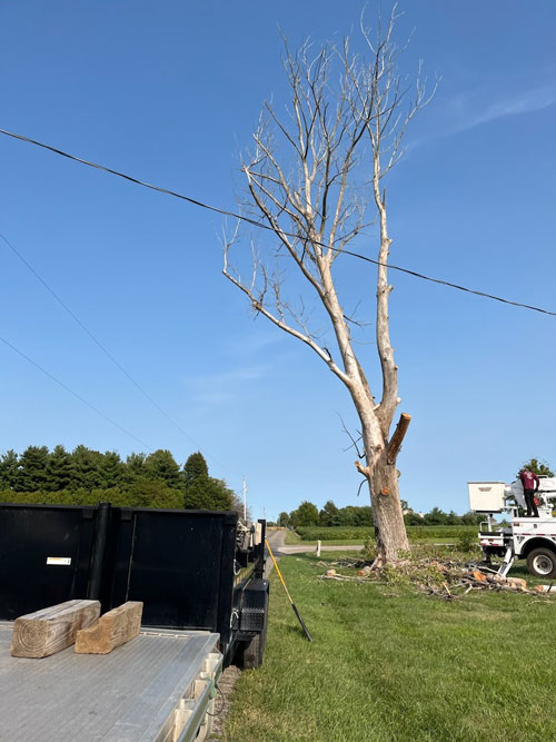 mission statement consultations Treemendous tree services Indiana