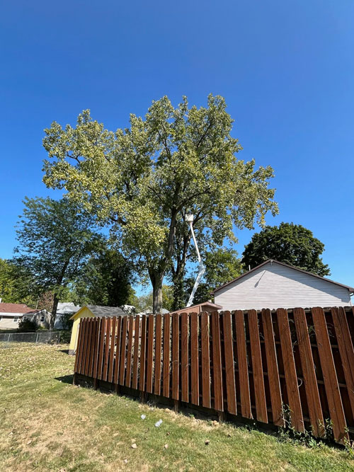 mission statement consultations Treemendous tree services Indiana