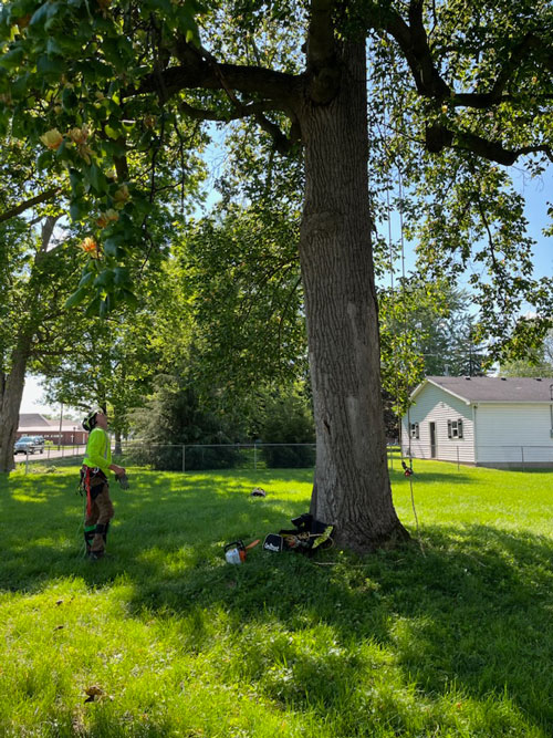 risk management consultations Treemendous tree services Indiana