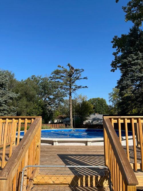 risk management consultations Treemendous tree services Indiana