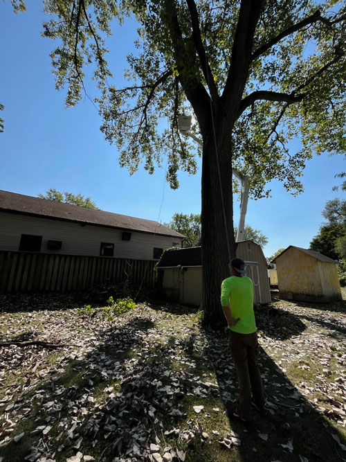 safety Treemendous tree services Indiana