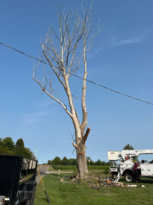 storm services Treemendous tree services Indiana