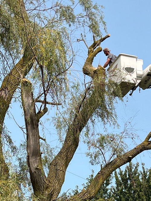 storm services Treemendous tree services Indiana