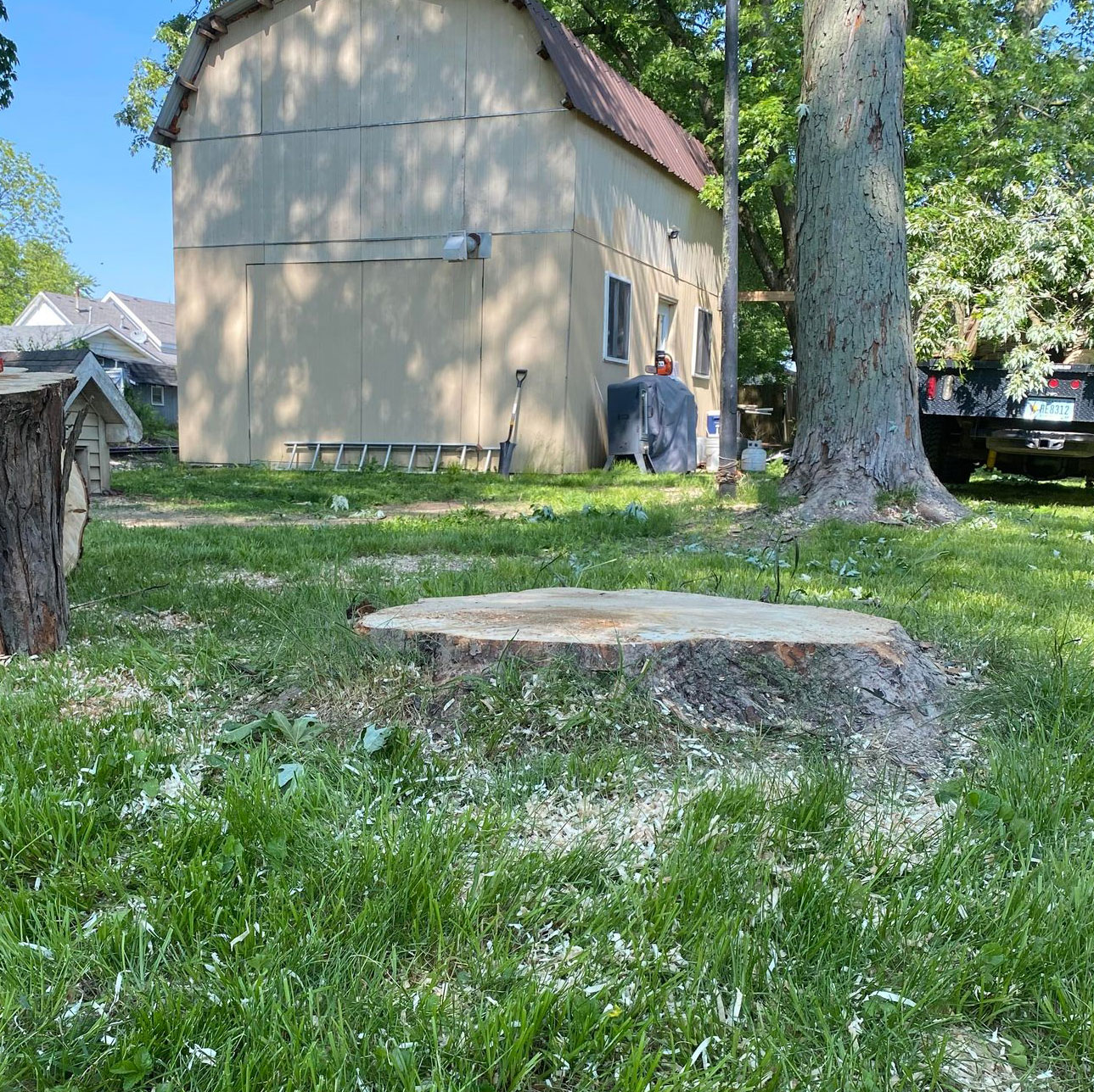 stump grinding Treemendous tree services Indiana