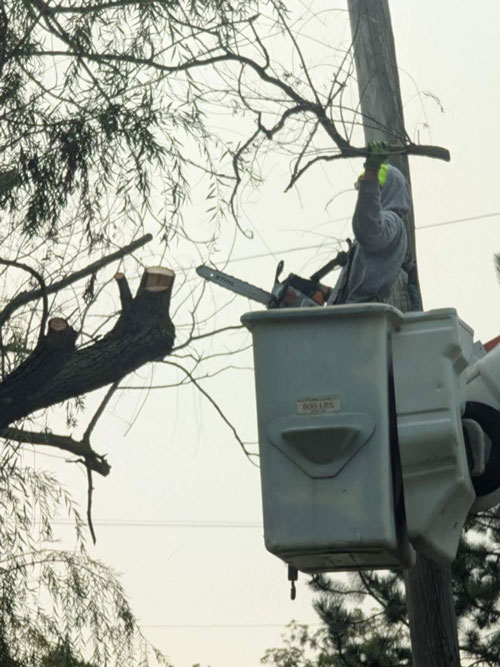 tree pruning Treemendous tree services Indiana