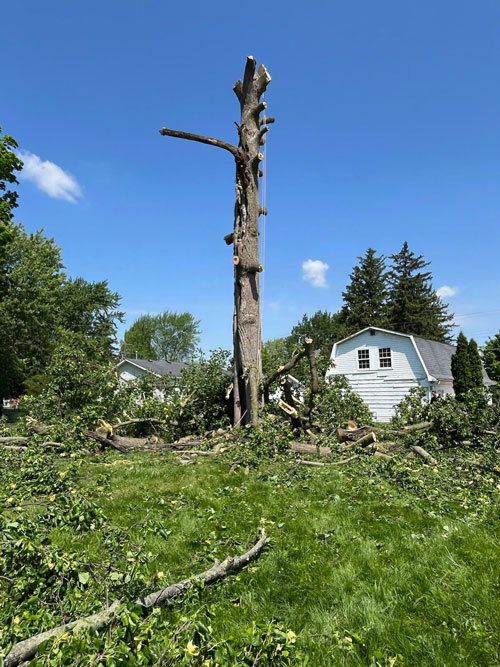 tree removal Treemendous tree services Indiana