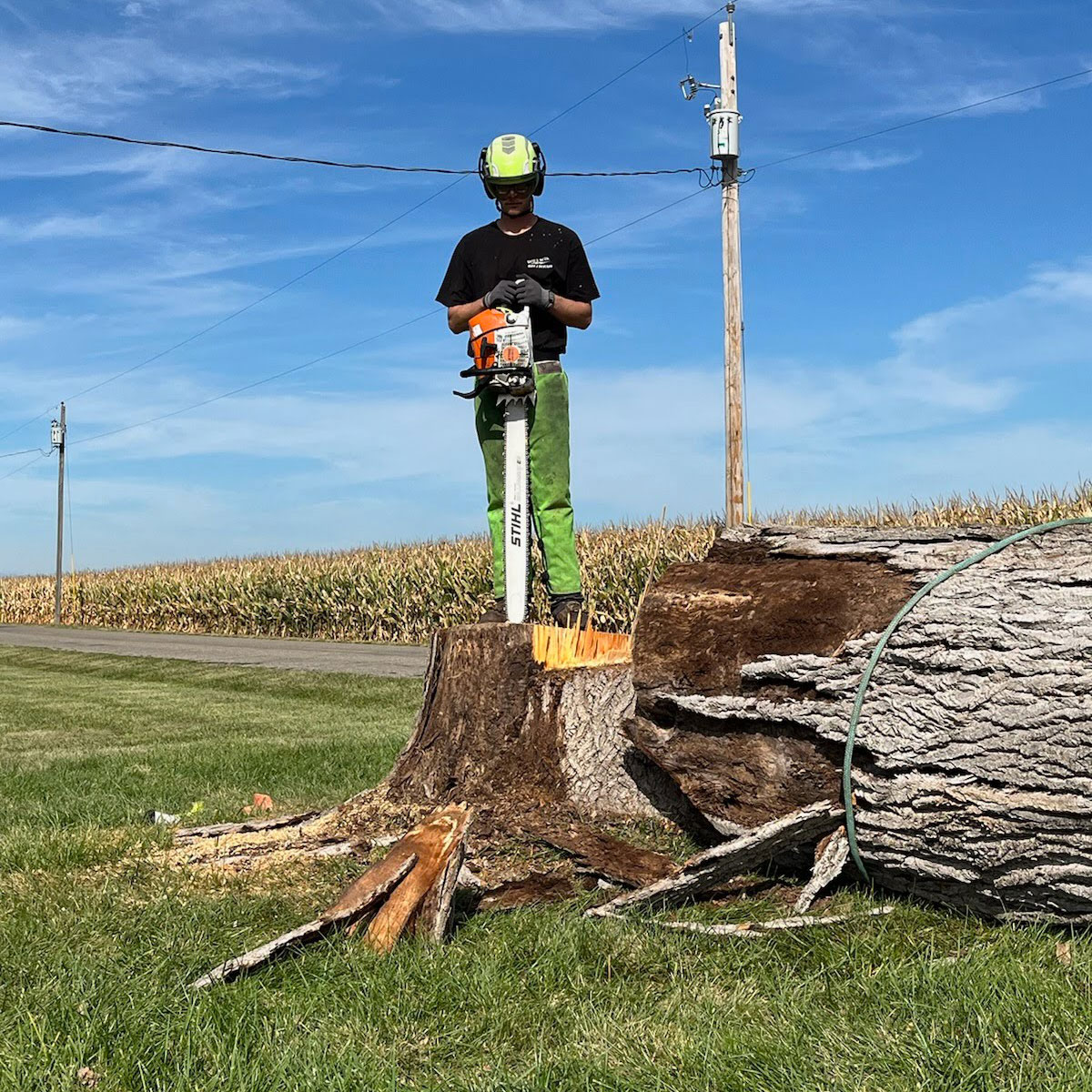 tree removal Treemendous tree services Indiana