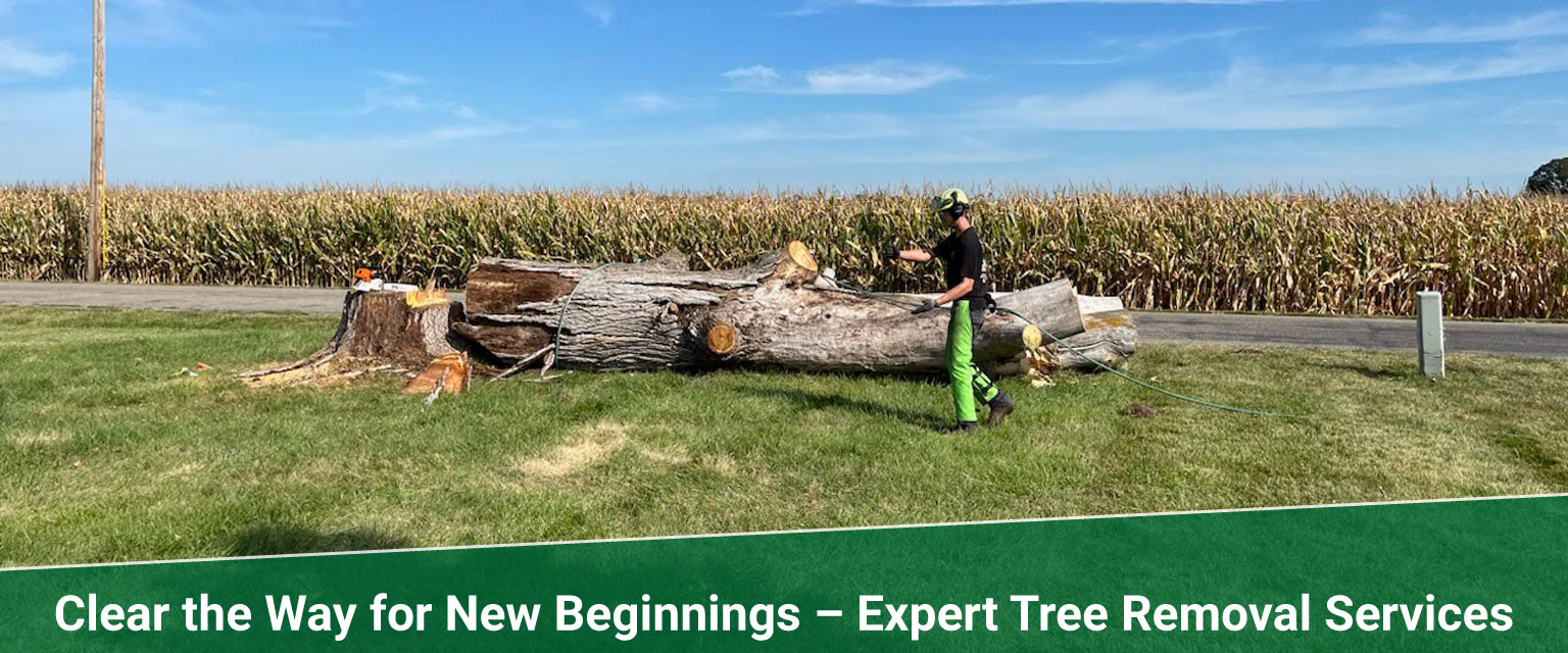 Expert Indiana tree removal, trimming, pruning, stump grinding, brush removal, and risk management Treemendous Tree Services