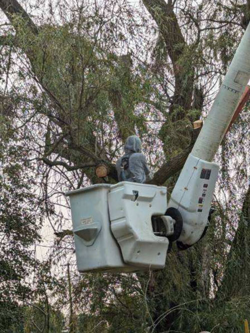 tree trimming Treemendous tree services Indiana