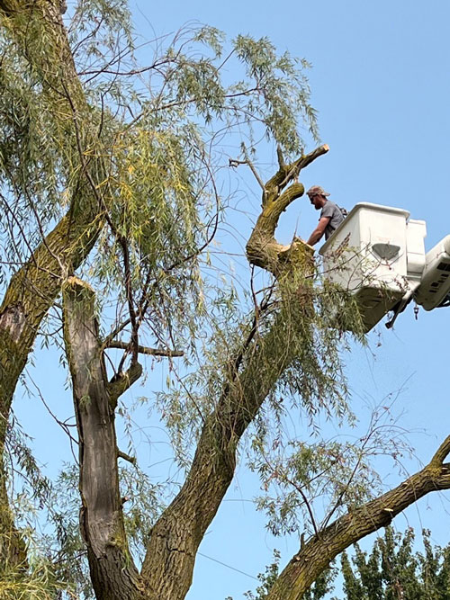 tree trimming Treemendous tree services Indiana