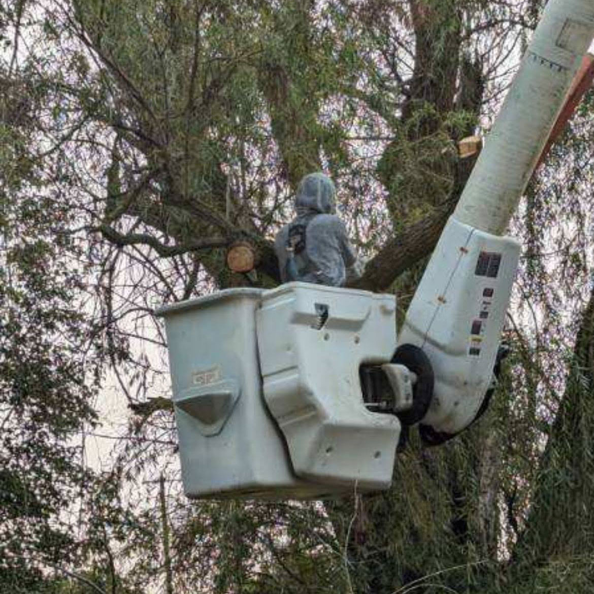 tree trimming Treemendous tree services Indiana