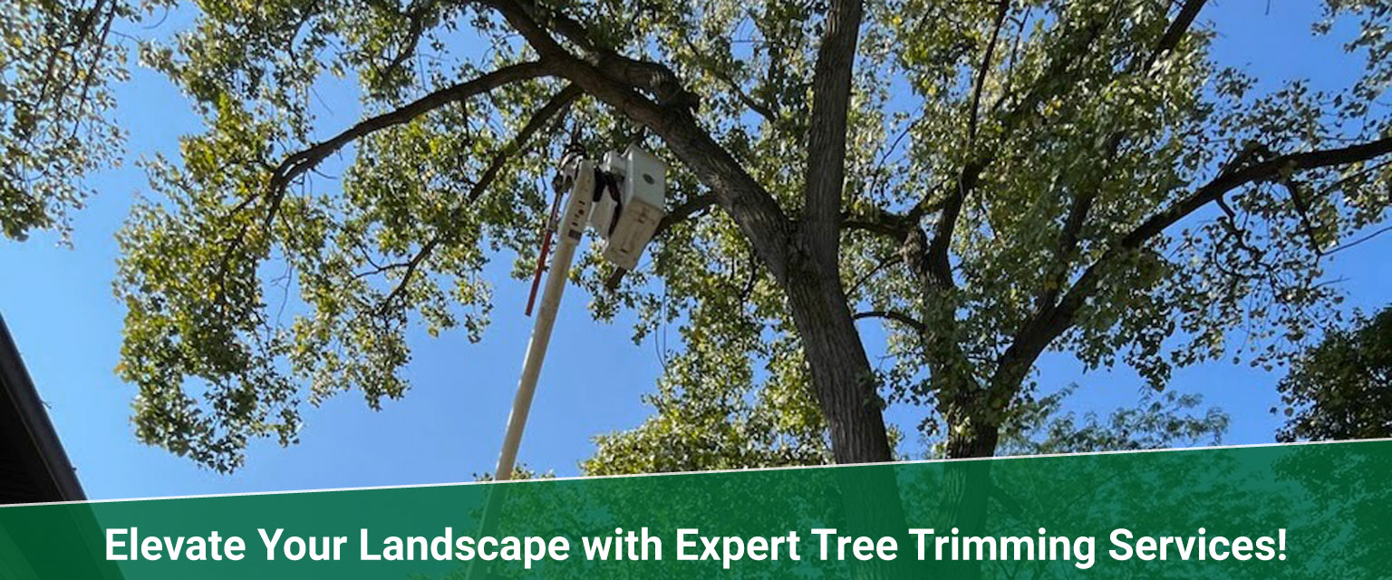 tree trimming Treemendous tree services Indiana